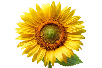 Fototapeta premium A vibrant yellow sunflower in full bloom, showcasing its intricate petals and center, isolated on a clean transparent background for versatile use