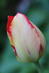 Vibrant tulip flower with delicate yellow petals and striking red edges stands gracefully against a blurred green background, showcasing natural beauty and elegance in floral design