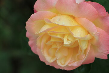 Close-up of a beautiful rose with soft pink and yellow petals, adorned with water droplets,...
