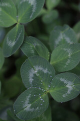 Close-up view of green clover leaves with water droplets, showcasing vibrant textures and natural...