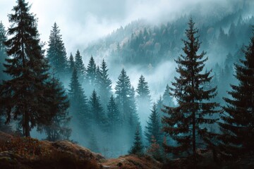 Misty landscape in a fir forest captured during early morning, showcasing a tranquil atmosphere and soft light filtering through the trees