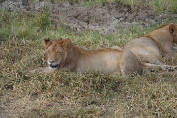 Serengeti Safari Moment with a Resting Lion