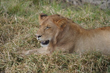 Serengeti Safari Moment with a Resting Lion