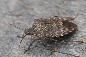 Closeup on the brown marmorated stink bug, Halyomorpha halys