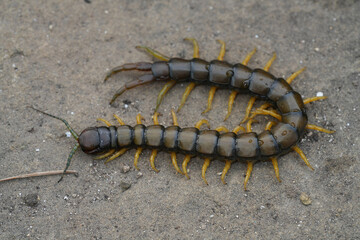Closeup on the Mediterranean Banded Centipede, Scolopendra cingulata in Bulgaria
