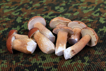 Gemeiner Steinpilz, Boletus edulis