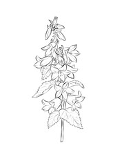 Bellflowers line art textured botanical illustration, isolated delicate floral sketch