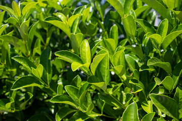 Healthy green leaves thrive in a vibrant garden, showcasing their glossy texture and lively color...