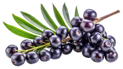 A cluster of ripe acai berries and fresh leaves on a white background