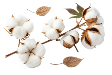 Fluffy white cotton bolls on branch with brown husks, isolated on black background for textile, farming, or natural product visuals.
