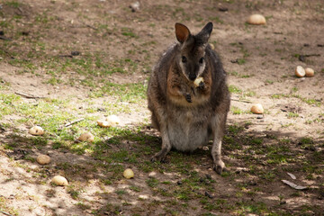 the tammar wallaby is eating fruit