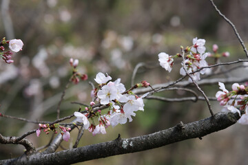 March 24 2025 Cherry Trees in Springtime with Delicate Pink and White Flowers, Japan