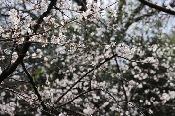 March 24 2025 Cherry Trees in Springtime with Delicate Pink and White Flowers, Japan