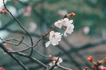 March 24 2025 Cherry Blossoms Blooming on a Tree Branch in Springtime, Japan