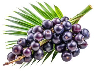 A vibrant bunch of acai berries resting on a palm frond branch