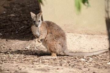 the tammar wallaby has stopped to look around