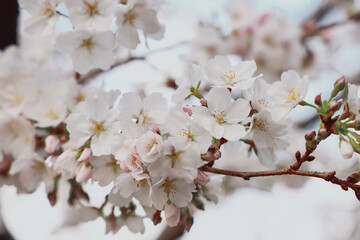 March 24 2025 Cherry Trees in Springtime with Delicate Pink and White Flowers, Japan