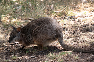 this is a side view of a tammar wallaby