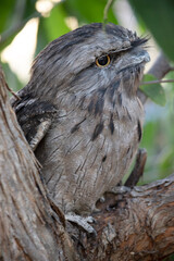 this is a close up of a tawny frogmouth