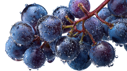 Fresh purple grapes with dew drops, isolated on a white background.