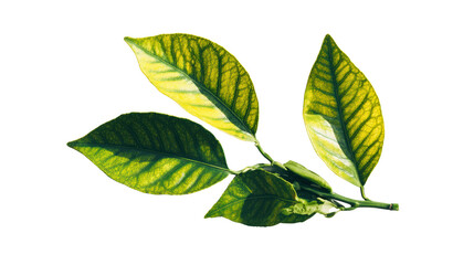 Fototapeta premium Green leaves with intricate patterns, vibrant foliage on a white isolated background.