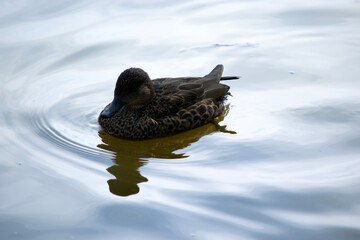 the female teal duck is floating on the water