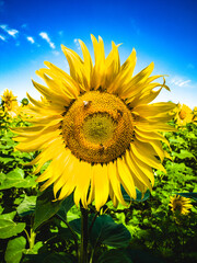 Close-up of a blooming sunflower with bees against a bright sky and green field.