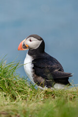 Puffin perched on lush grass against a tranquil ocean backdrop in Iceland