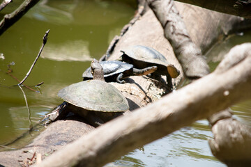 3 turtles sharing a log