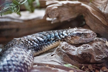 this is a close up of a tiger snake