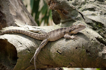 the water dragon is on top of a tree stomp