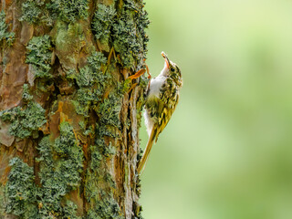 Treecreeper with insect prey climbing on a tree trunk