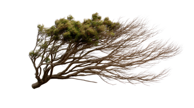 Wind-Swept Resilience: A captivating image that showcases a resilient tree, its branches and foliage elegantly shaped by the relentless force of the wind.