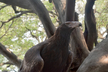 this is a close up of an wedge tailed eagle