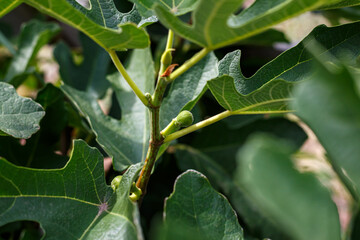 Close-up of green fig leaves with distinct lobed shape, macro shot of plant branch outdoors on a sunny summer day