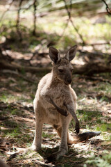 the joey is scratching its arm