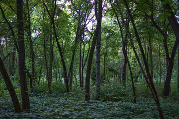 Beautiful trees in the park