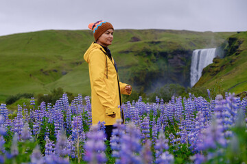 Vibrant lupine flowers and a smiling traveler near Skogafoss waterfall in Iceland