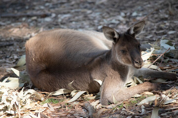 the male western grey kangaroo is resting on the ground
