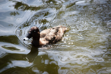 the white eyed duck is swimming in the lake