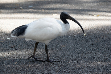 this is a side view of a white ibis