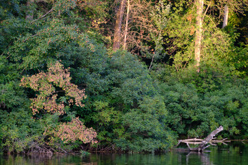 Obraz premium beautiful pond in the park