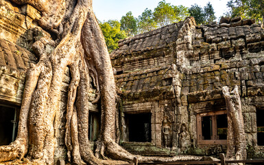 Fototapeta premium Ancient Temple Ruins with Tree Roots in Cambodia, in Angkor Wat, Cambodia