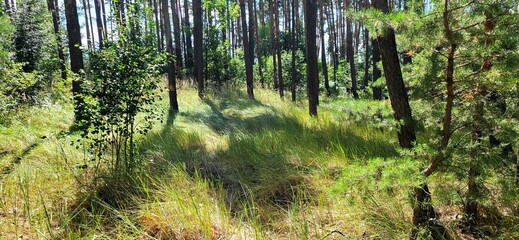 green grass in the woods