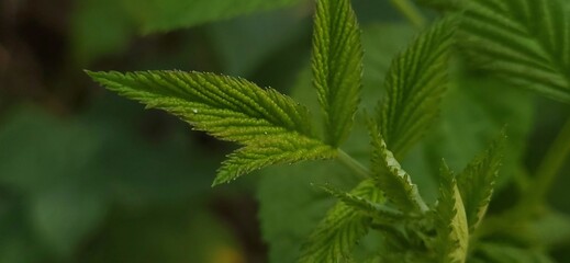 close up of green leaf