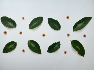 Katuk leaves and flowers (Sauropus androgynus) are arranged to form a simple ornament on a white...