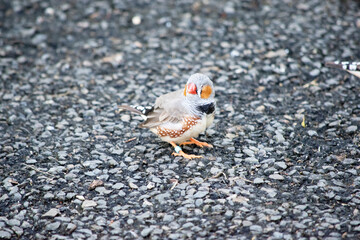 the zebra finch in on the ground looking for food
