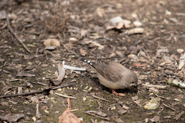 the female zebra finch is looking for food