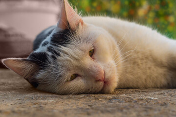 Face of white black cat lying up on concrete ground surface close-up against blurred floral background of green garden with yellow, orange round spots. Pet recreation in the summer