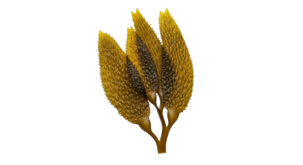 Closeup Of Bladder Kelp Seaweed